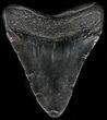 Fossil Megalodon Tooth #56967-2